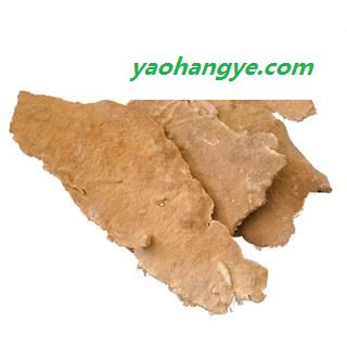 圣草康园白耙齿菌长白山白耙齿菌白耙齿菌图1
