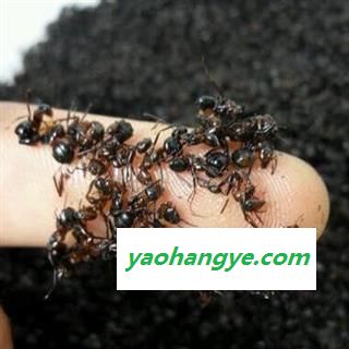 中药材黑蚂蚁 长白山黑蚂蚁统货 昆虫黑蚂蚁 产地吉林安国市场批发零售大全黑蚂蚁多少钱图1