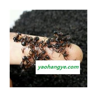 中药材黑蚂蚁 长白山黑蚂蚁统货 昆虫黑蚂蚁 产地吉林安国市场批发零售大全黑蚂蚁多少钱