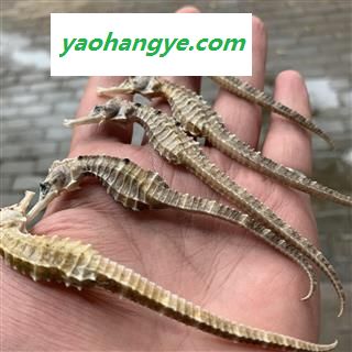 海马 中条 每条1克左右 无加重 产地 福建省图1