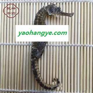 海马 海马中条（2-3g） 产地 批发中药材 福建省【诚信经营 品种齐全】图1