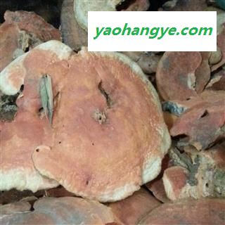 圣草康园中药材灵芝长白山红栓菌 血红栓菌 朱红栓菌图1