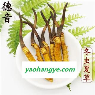 【预售】冬虫夏草 新鲜虫草0.7-0.8g 产地 西藏自治区 中药材批发 规格齐全图1