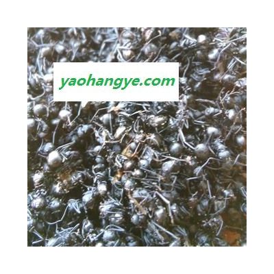 黑蚂蚁 大黑蚂蚁净货 产地 黑龙江省