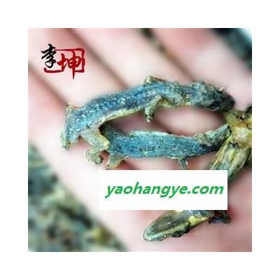 【99包邮】壁虎 进口天龙 守宫 统货（500g）天龙 【良心经营 】