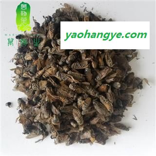 虻虫 统货  内蒙 虻虫统个图1