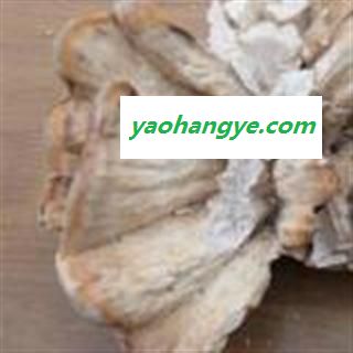 圣草康园中药材灵芝  硫磺菌  多层孔菌图1