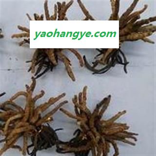 小丽百草行冬虫夏草 冬虫草 青海虫草4400条 产地 青海省图1