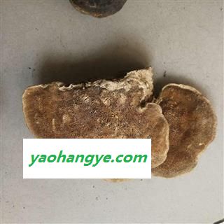 东方栓菌 东方云芝 东方栓菌 灰带栓菌图1