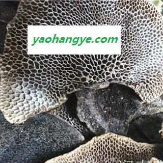 圣草康园 灵芝 蜂窝灵芝 毛蜂窝图1