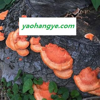 九盛堂云南野生红栓菌 血红栓菌 朱红栓菌红栓菌图1