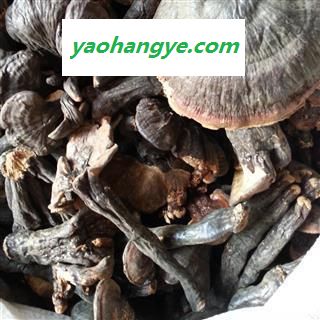 小丽百草行灵芝 灵芝 海南灵芝图1
