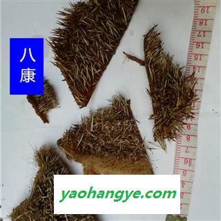 刺猬皮 生01统图1