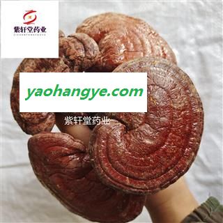 灵芝 灵芝 精品赤灵芝个子 实物拍摄 地道药材 紫轩堂药业图1