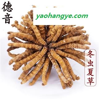 【满包邮】冬虫夏草3.5条/克 产地那曲 中药材批发 规格齐全图1