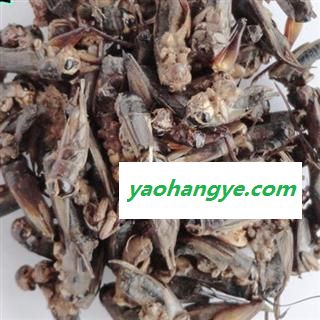 小丽百草行中药材蝗虫 蚱蜢干 新货图1