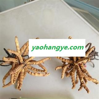 小丽百草行冬虫夏草2800条无拼接图1