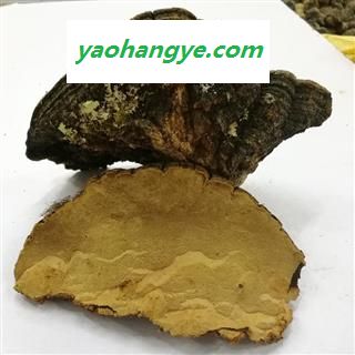 小丽百草行中药材灵芝  松针层孔菌图1