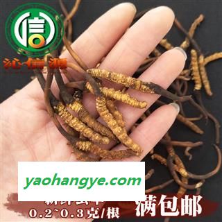 【满包邮】3月产新新鲜虫草本色货0.2~0.3克/根散装产地直供冬虫夏草沁信源中药批发图1