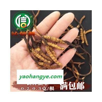 【满包邮】3月产新新鲜虫草本色货0.2~0.3克/根散装产地直供冬虫夏草沁信源中药批发