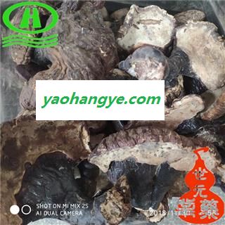 世元药业 野灵芝 纯野 白底香味浓 无污染 品相貌丑陋 谨慎购买【灵芝大全】图1