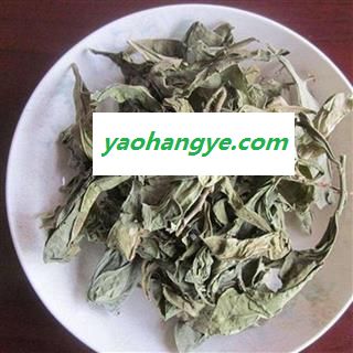 【满包邮】龙脷叶 统 1000g 产地 河南省图1