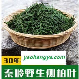 新鲜侧柏叶纯叶无树枝秦岭野生侧柏叶扁柏叶防脱生发密发增发500g图1