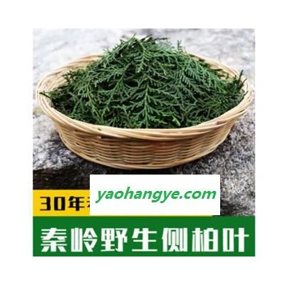 新鲜侧柏叶纯叶无树枝秦岭野生侧柏叶扁柏叶防脱生发密发增发500g