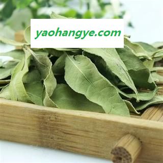 罗布麻叶 02 罗布麻 选 产地 新疆维吾尔自治区哈密地区伊吾县图1