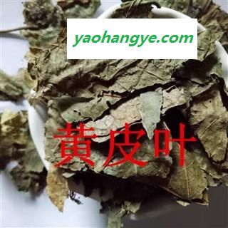 黄皮叶 正品保证质量7天无理由退货退款 安品堂图1