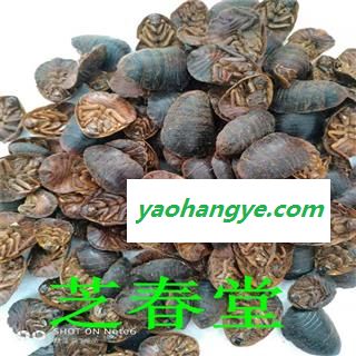 供应中药材 土元 土鳖虫 无土无杂 地鳖虫 无杂质图1
