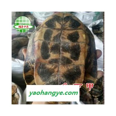 龟板 龟板 龟上甲 龟下甲 整个龟甲  产地 湖北省 买好药找娟子