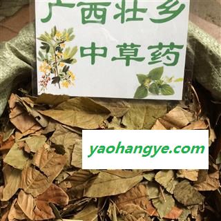 广西壮乡中草药 野生 葫芦茶 剃刀柄 金剑草 咸鱼草 产地 广西柳州图1