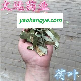 荷叶 莲藕叶   藕叶 产地 湖南省湘潭市市辖区图1