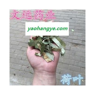 荷叶 莲藕叶   藕叶 产地 湖南省湘潭市市辖区