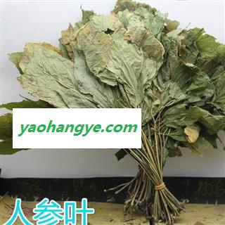 小丽百草行人参叶  小叶人参叶 新货图1