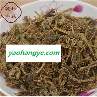 全蝎 宁夏甘肃盐水全蝎伏货 产地 甘肃省图1