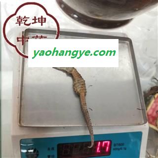 海马 海马小条（1-2g） 产地 福建省【品种齐全 诚信经营】图1