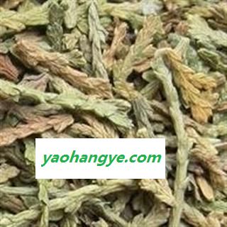 侧柏叶 侧柏叶统货 产地 山东省 国药堂 专注品质图1