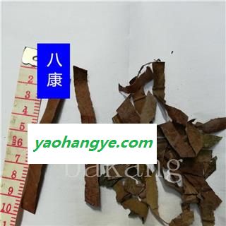 枇杷叶 生01统图1