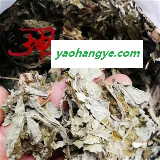 【99包邮】艾叶 大叶艾叶 叶子多 颜色新鲜 河南产【良心经营 品种齐全】图1