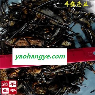 壁钱 花蜘蛛 正品 壁镜 壁虫 壁蟢 黄山壁钱 草蜘蛛 花结蛛 金蛛图1