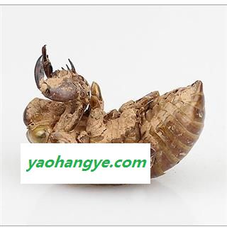 蝉蜕 蝉蜕净货 产地 江苏省  水洗图1