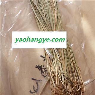 小丽百草行竹叶卷心 竹叶尖竹针今年新货图1