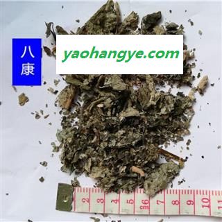 紫珠叶 01统图1