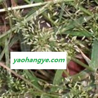 小丽百草行中药材星星草  画眉草 蚊子草促销图1