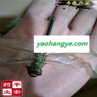 绿蜻蜓 正品 完整 别称 负劳 蜻蛉 胡蝶 胡蜊 马大头 纱羊 蜻虰 青娘子 仓螘图1