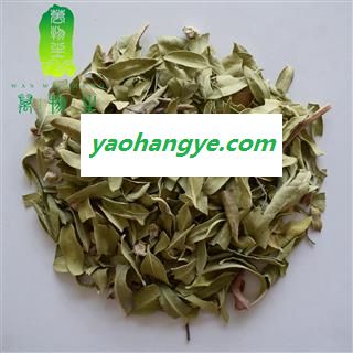 罗布麻叶 统货  新疆罗布麻图1