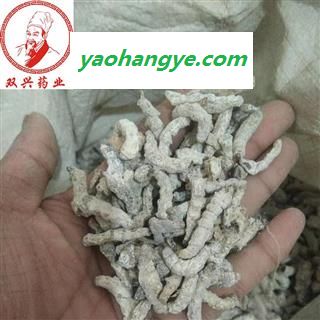 正品僵蚕统货 包药检 断面玻璃碴 本店批发各种奇花异草以及各种名贵中药材，花茶，香料，根茎，果实种子类，全草类，花叶类，皮类，菌藻类，动物类，矿石类等 产地 四川省图1