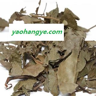 小丽百草行青钱柳叶   摇钱树 麻柳 青钱李 山麻柳 山化树 金钱柳叶图1